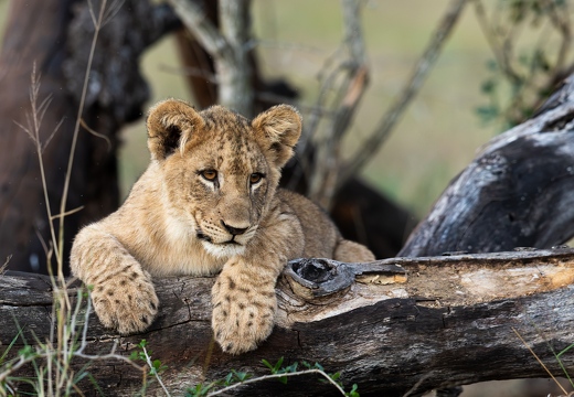 Young lion resting