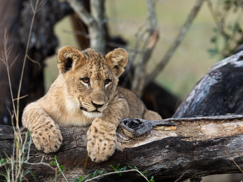 Young lion resting