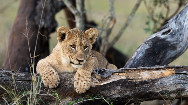 Young lion resting.jpg