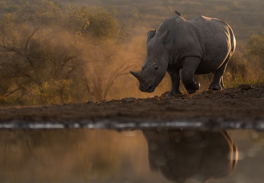 White Rhino in evening glow