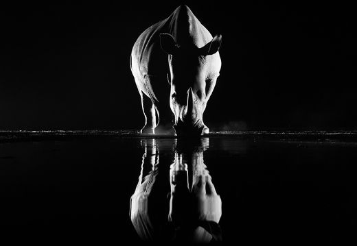 Rhino in black and white