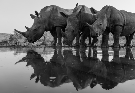 Rhino family with mirror image in black and white