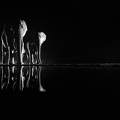 Elephants at night