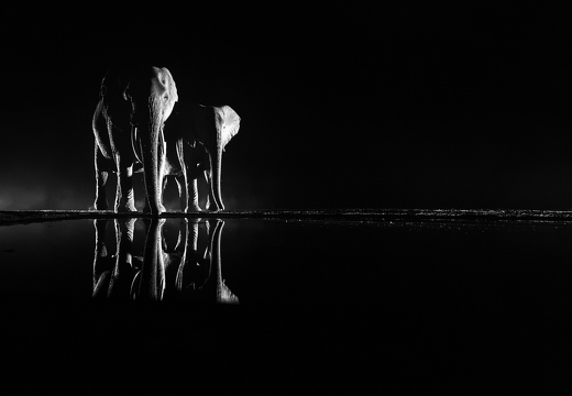 Elephants at night