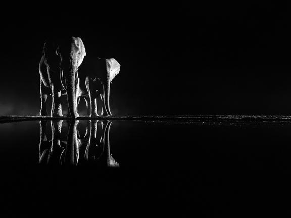 Elephants at night