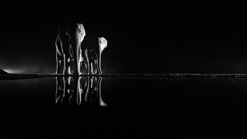 Elephants at night.jpg