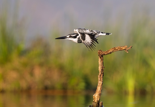 Pied Kingfisher in flight