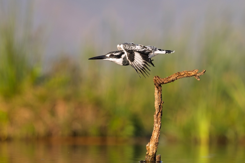 Pied Kingfisher in flight.jpg
