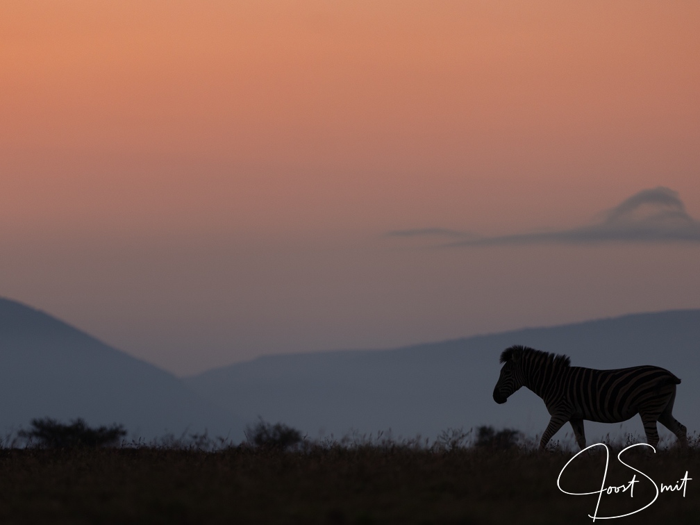 Zebra in morningglow