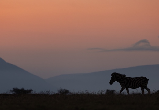 Zebra in morningglow