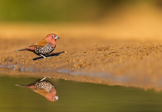 Pink-throated twinspot