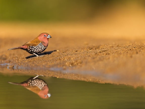 Pink-throated twinspot