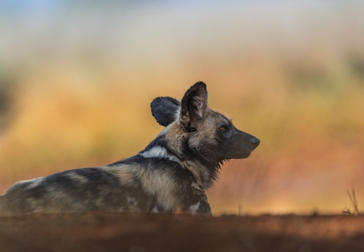 Wild Dog