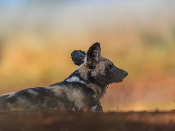 Wild Dog