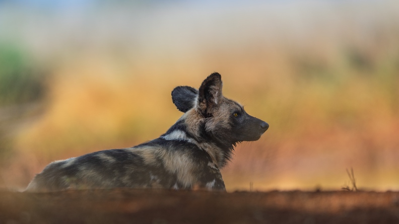 Wild Dog.jpg