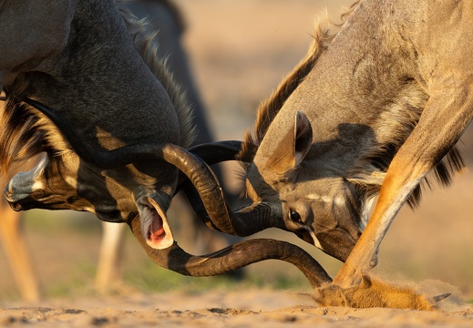Locked horns
