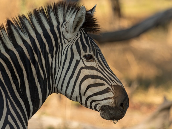 Zebra in the sun