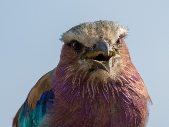 Lilac breasted roller in close-up