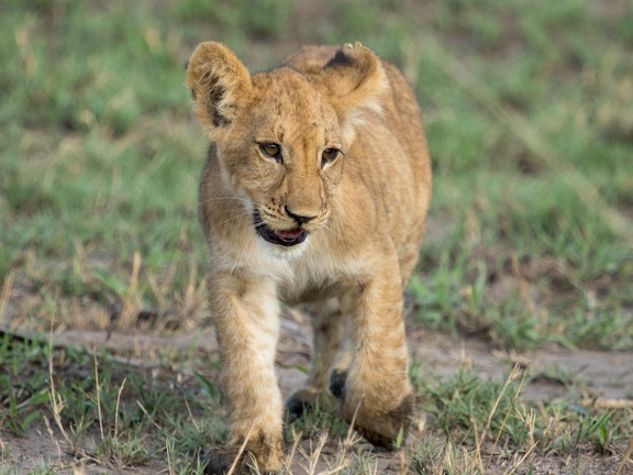 Lion cub