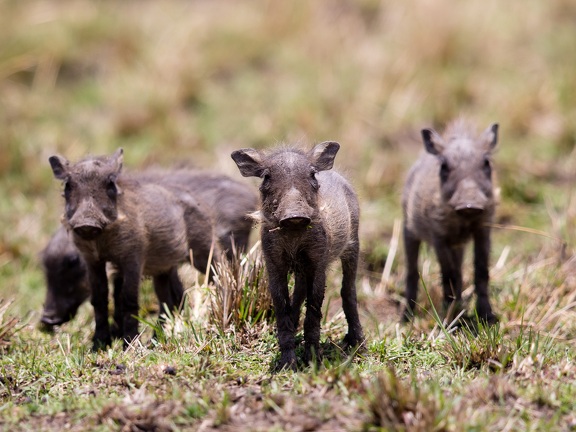 Three little pigs