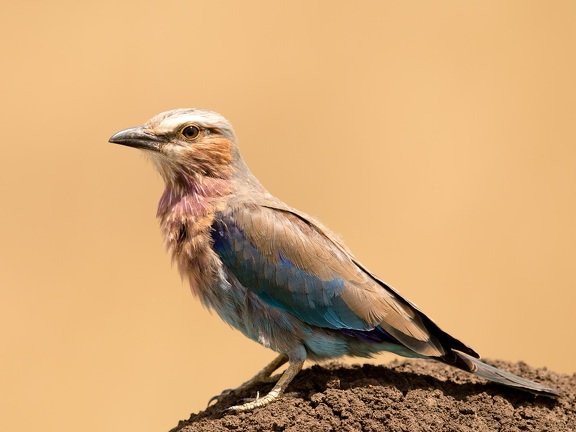 Lilac breasted roller