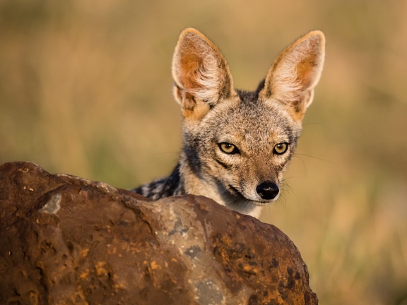 Jackal in the Masai Mara