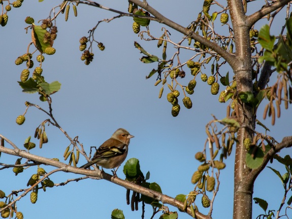 Finch in Buytenpark