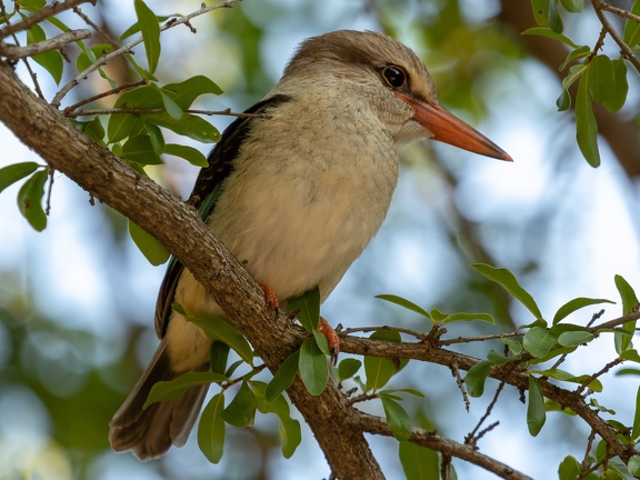 Brown-hooded Kingfisher