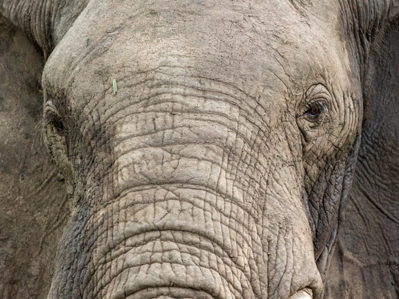 Elephant closeup