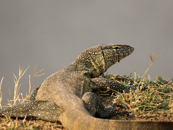 Water monitor lizard
