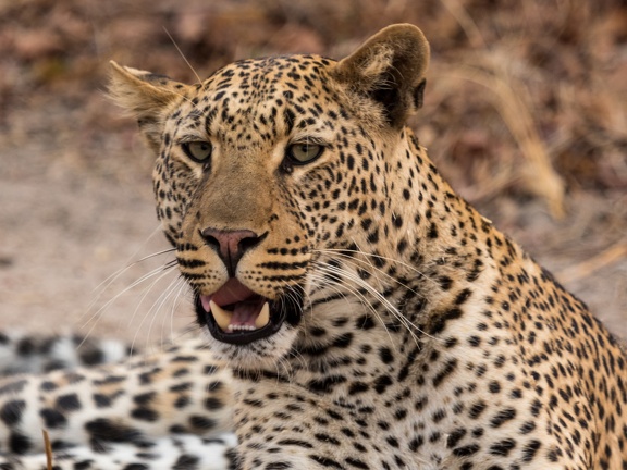 Leopard stare