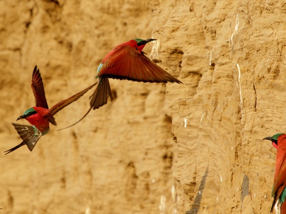 Carmine bee-eaters in flight