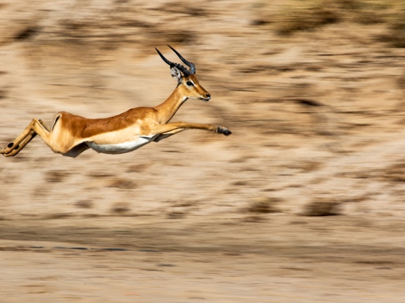 Jumping Puku