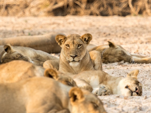 Sleeping Lion Pride