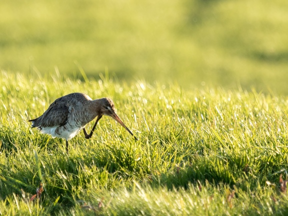 Godwit in Zoetermeer