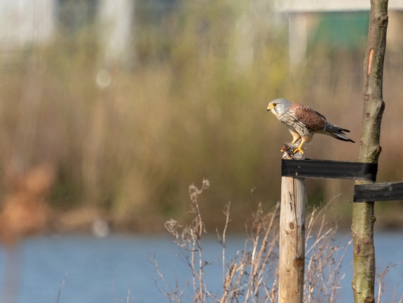 kestrel with prey