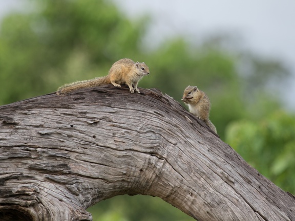 Two squirrels