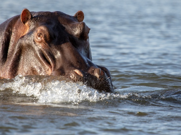 Hippo surfacing