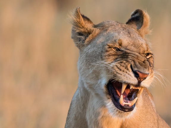 Lion close-up