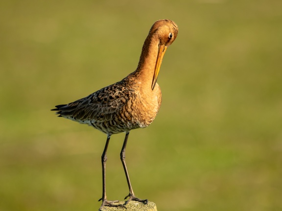 Grutto op een paaltje