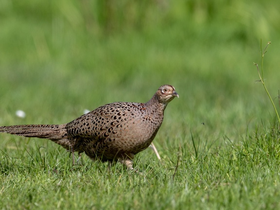 Pheasant
