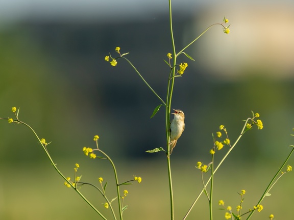Reed Warbler