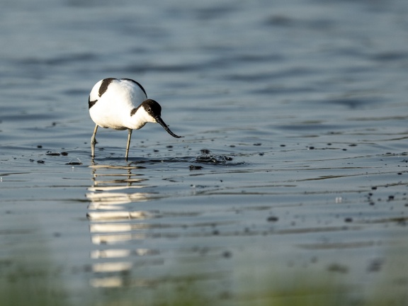 Avocet in water