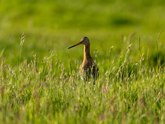 Black-tailed Godwit in tall grass