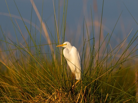 Yellow billed Egret