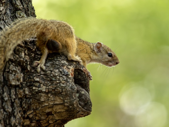 Tree squirrel in Moremi