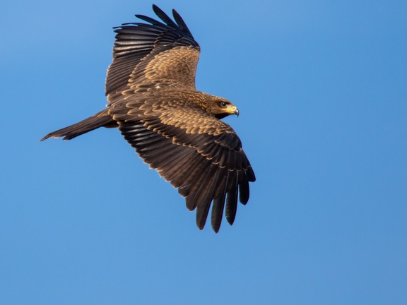 Yellow billed kite