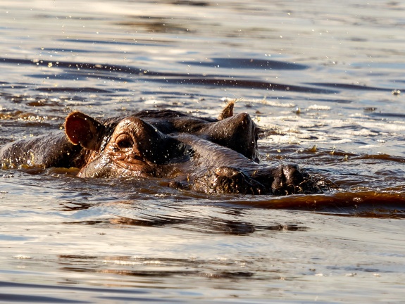 Hippo 