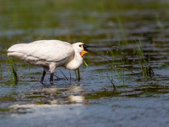 Spoonbill throws up a small fish