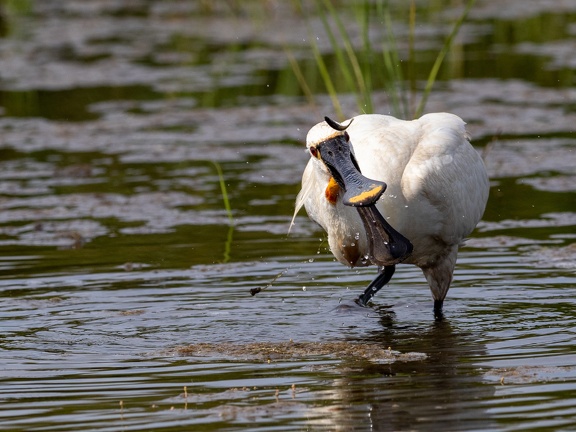 Spoonbill looking for fish